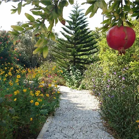Villa Daki Eviniz Mese Agaci