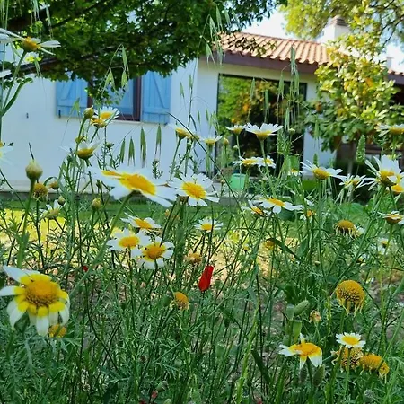 Daki Eviniz Mese Agaci Villa Datça