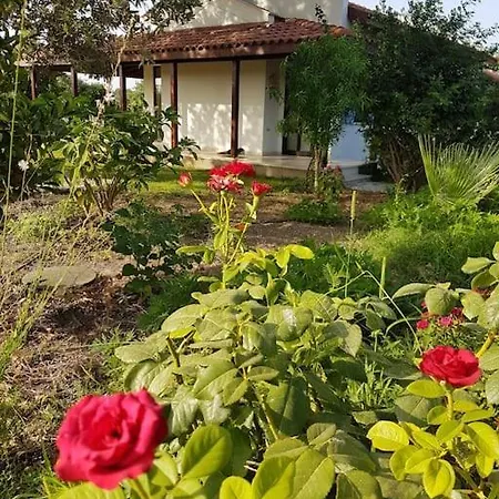 Vilă Daki Eviniz Mese Agaci